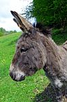donkey--Dan