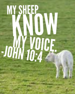 Hearing  the voice of the shepherd.